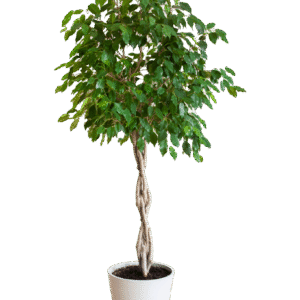 Ficus Benjamina