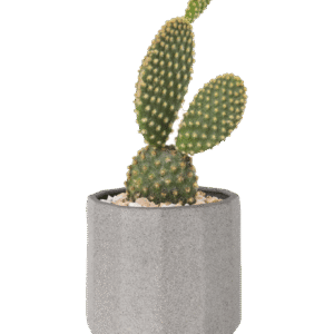 Bunny Ears Cactus