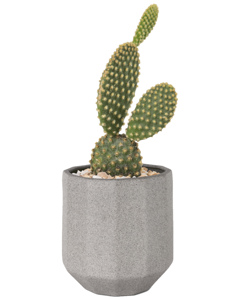 Bunny Ears Cactus