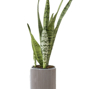 Sansevieria Zeylanica