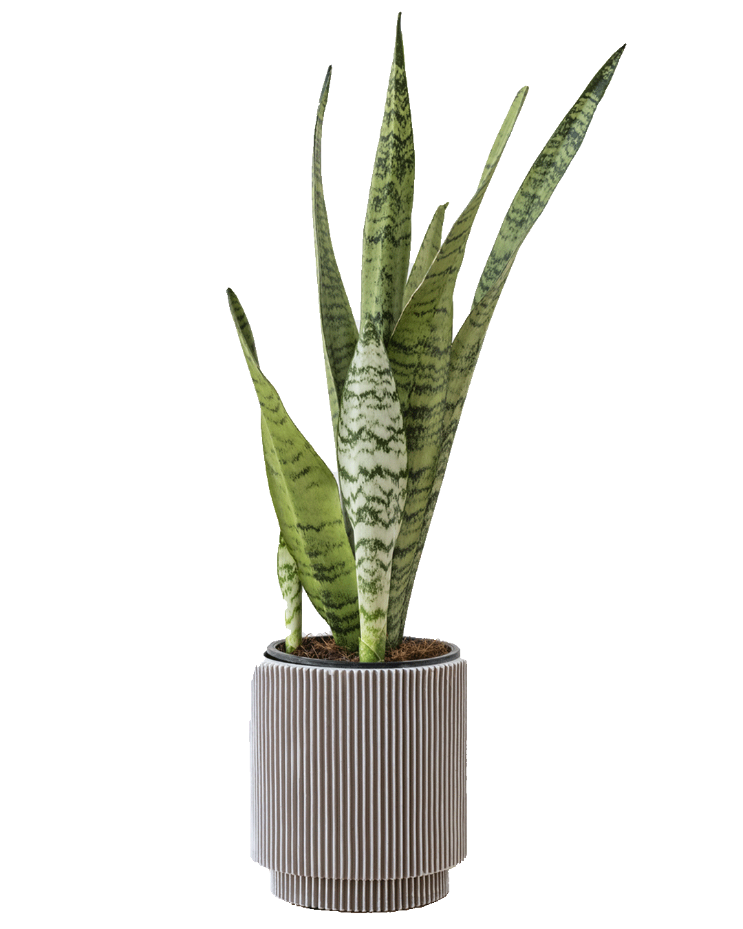 Sansevieria Zeylanica