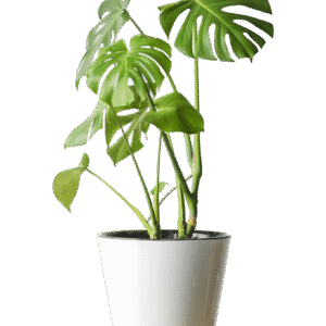Monstera Deliciosa