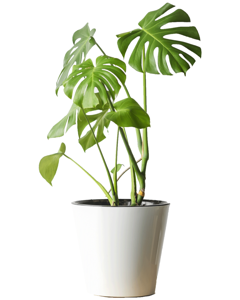 Monstera Deliciosa