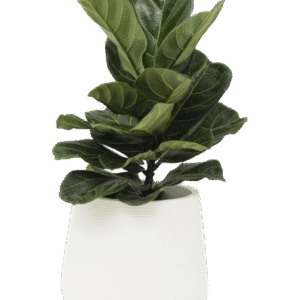 Fiddle Leaf Fig