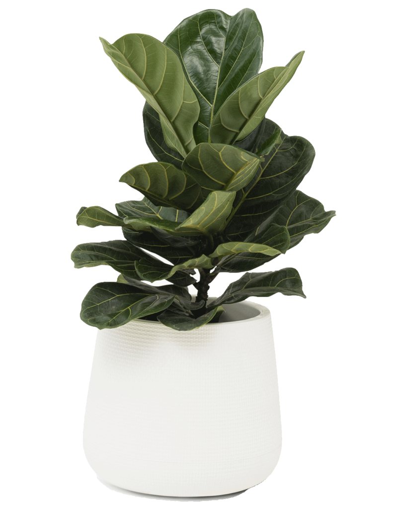 Fiddle Leaf Fig
